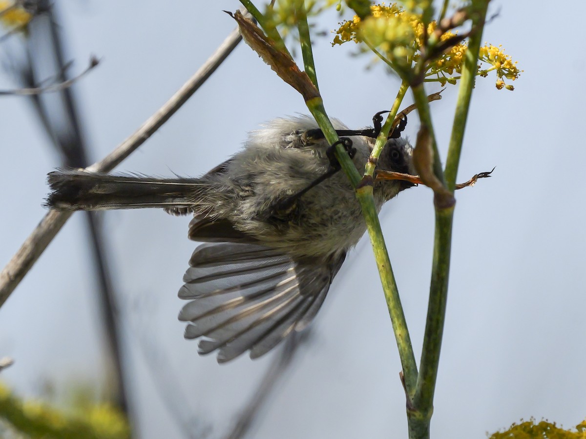 Bushtit - ML622055391