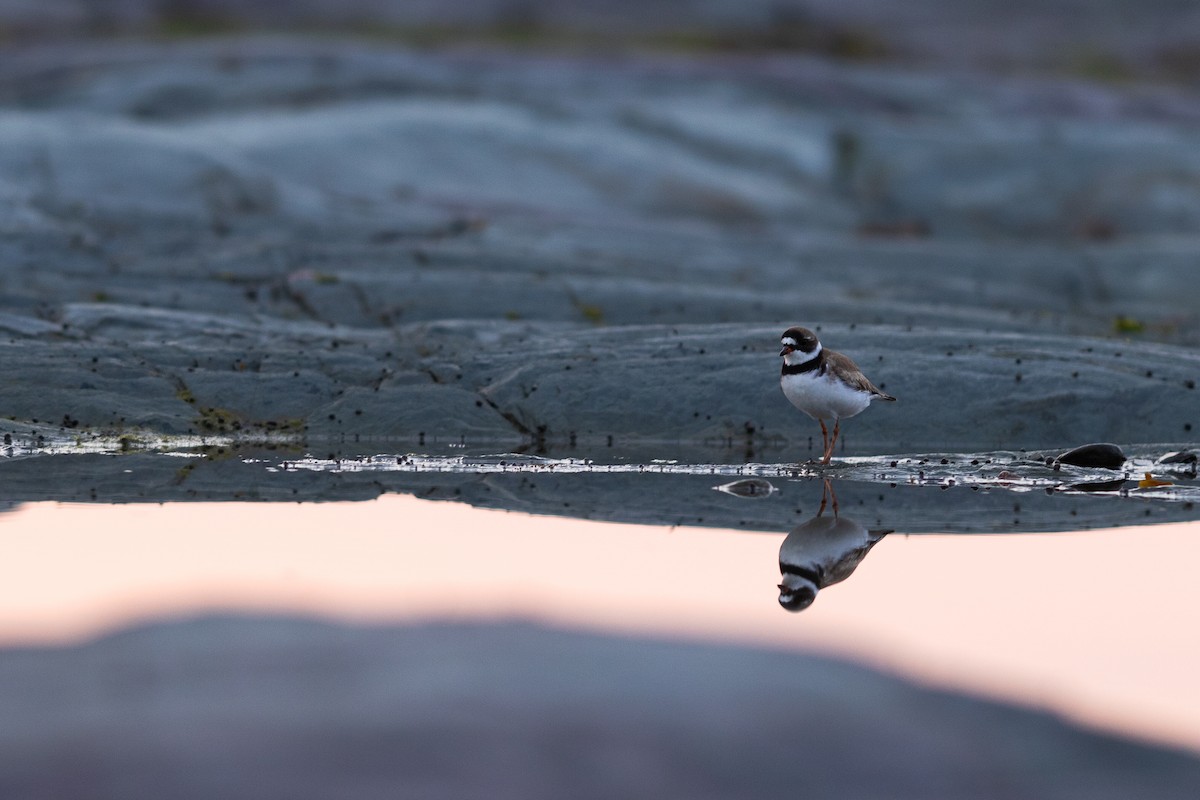 Semipalmated Plover - ML622055392