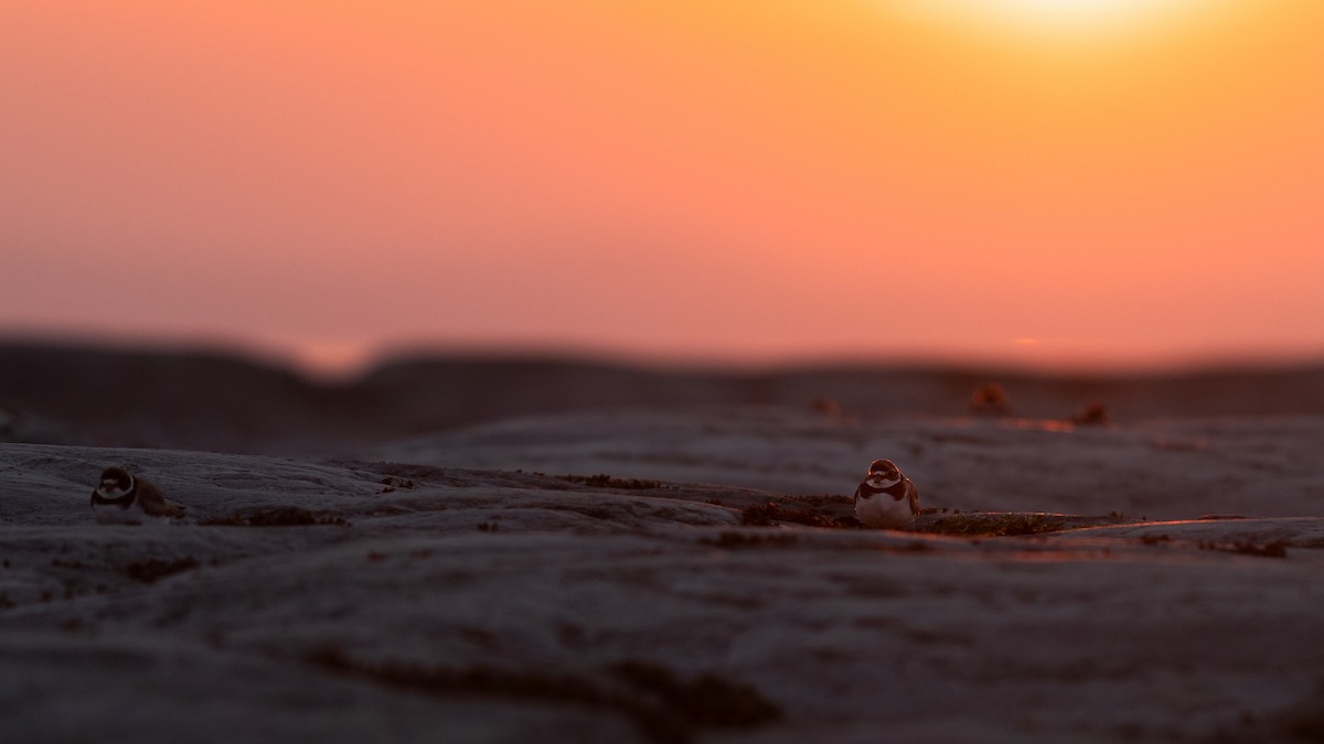 Semipalmated Plover - ML622055393