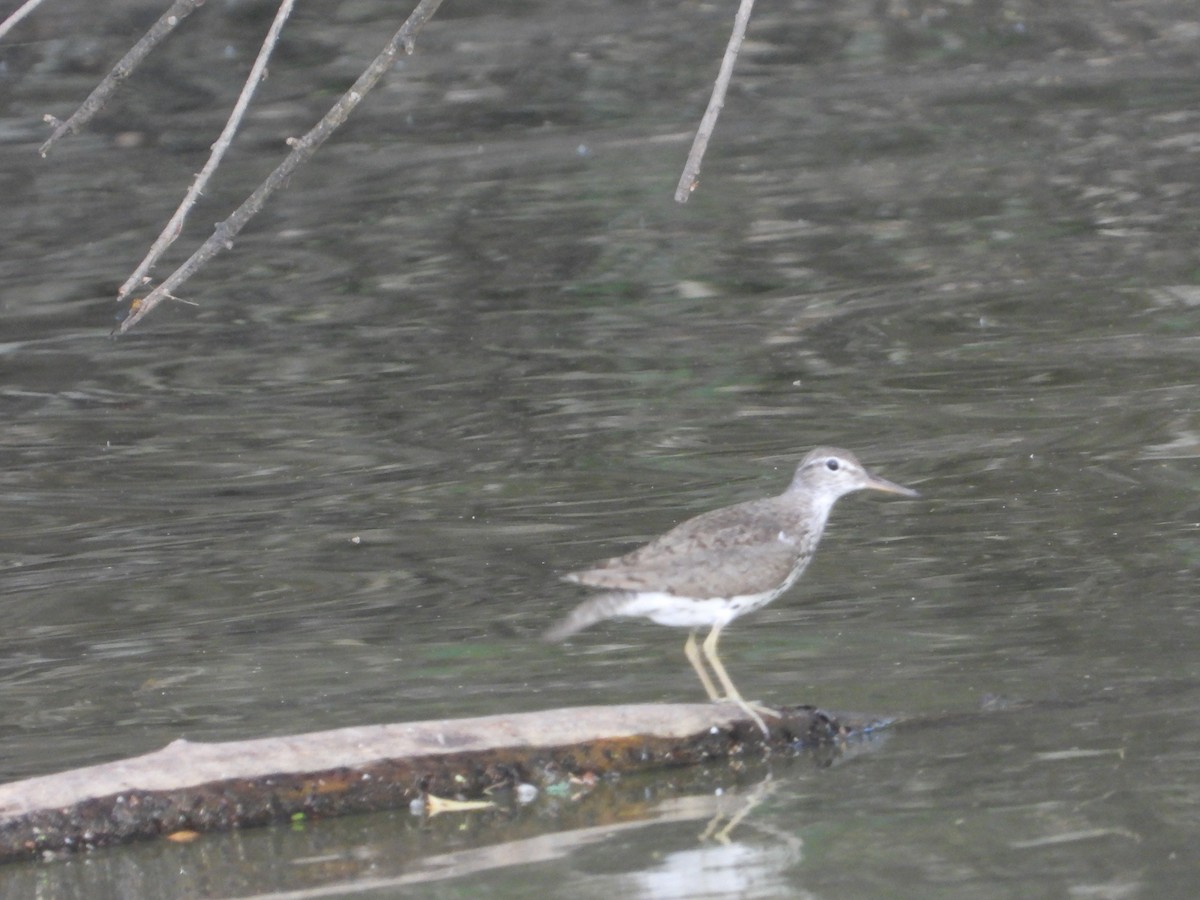 Spotted Sandpiper - ML622055395