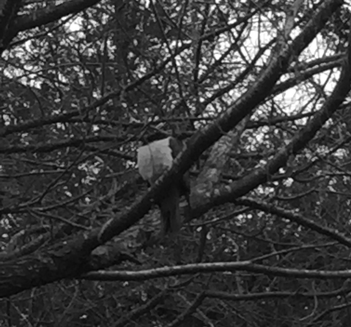 New Zealand Pigeon - Bev Alexander