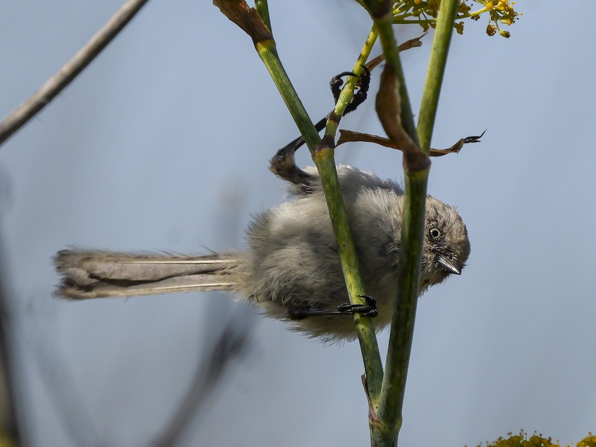 Bushtit - Steven Hunter