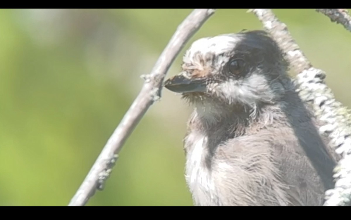 Canada Jay - Brad Balliett