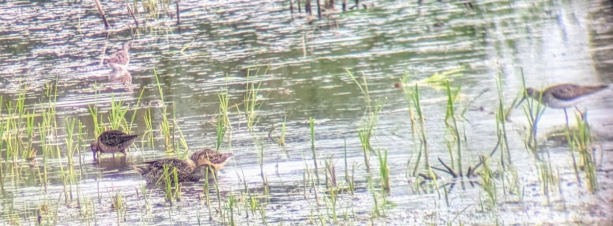 Short-billed Dowitcher - ML622055466