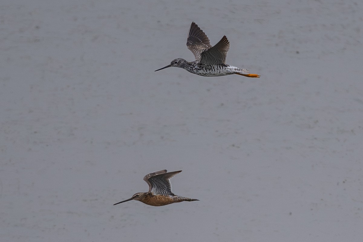 Long-billed Dowitcher - ML622055467