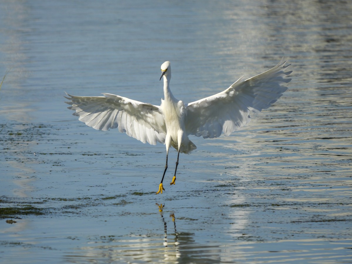 Snowy Egret - ML622055468