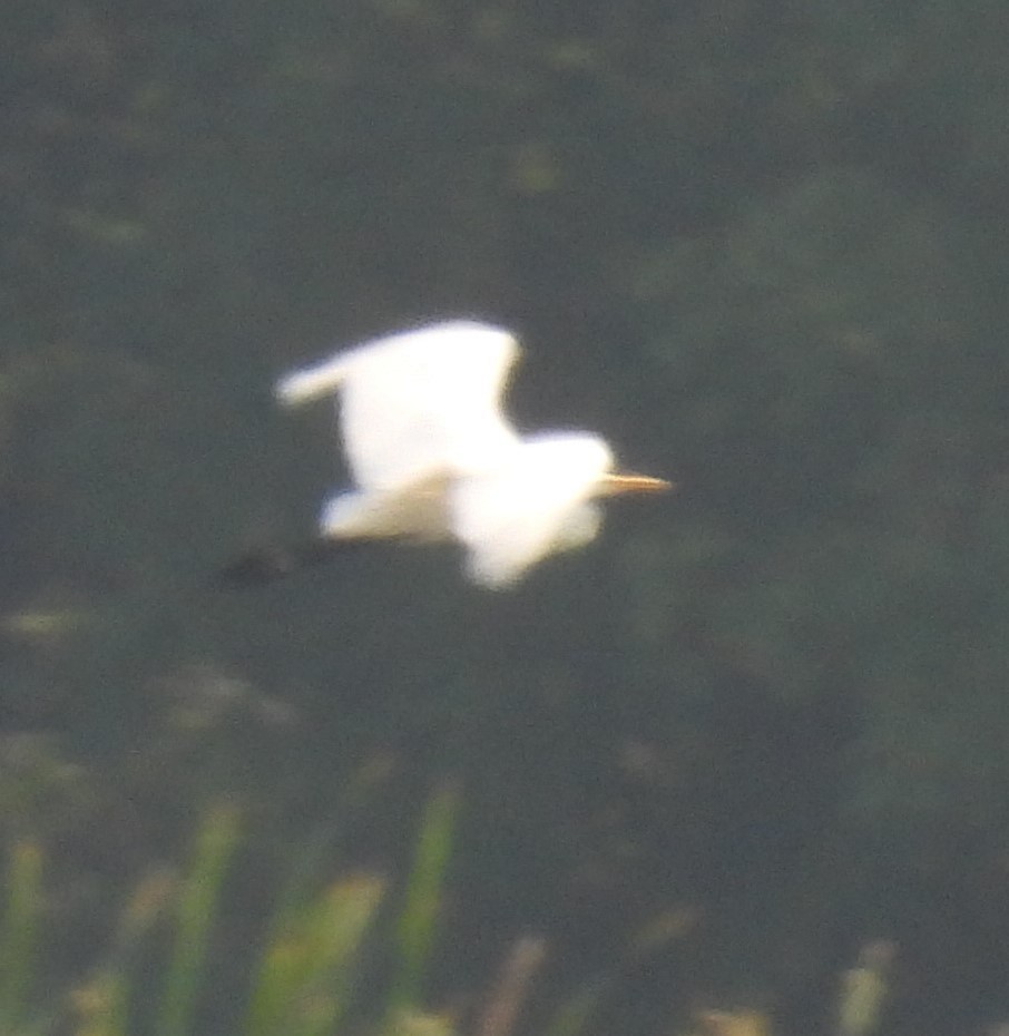 Great Egret - ML622055469