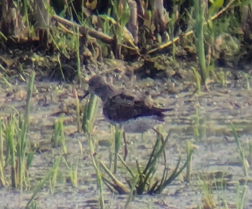 Lesser Yellowlegs - ML622055471