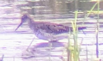 Lesser Yellowlegs - ML622055472