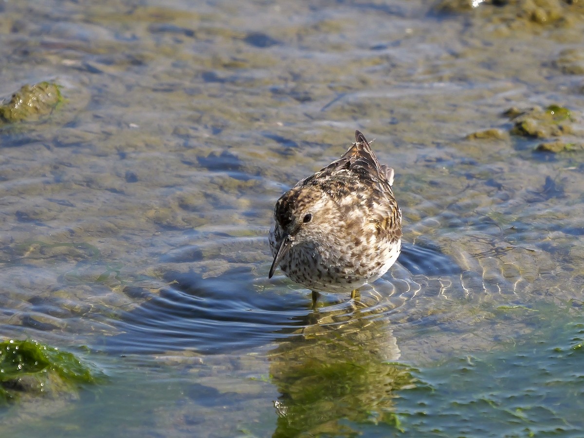 Wiesenstrandläufer - ML622055473