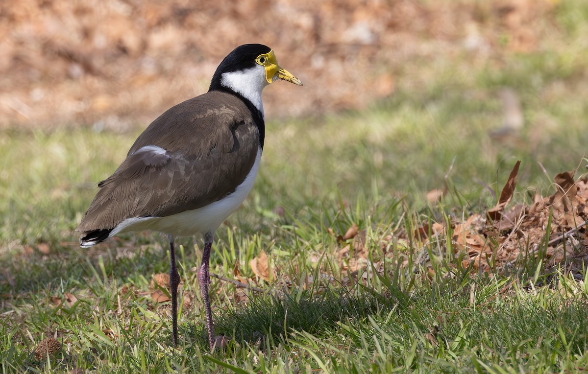 Masked Lapwing - ML622055475