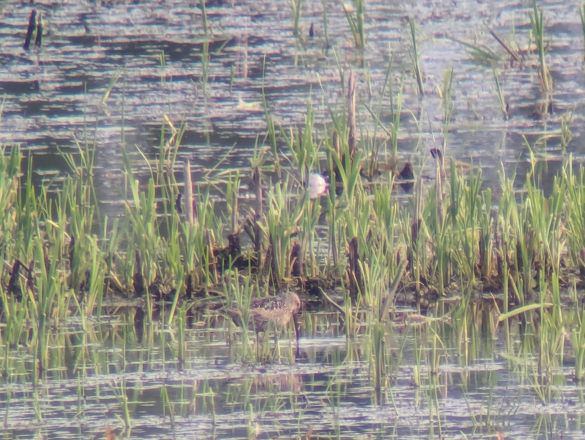 Stilt Sandpiper - ML622055477