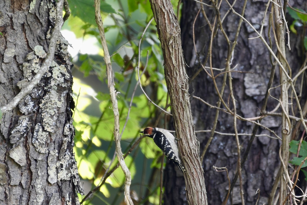 Downy Woodpecker - ML622055479