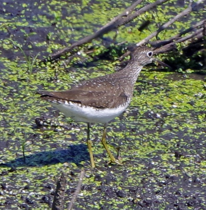 Solitary Sandpiper - ML622055480