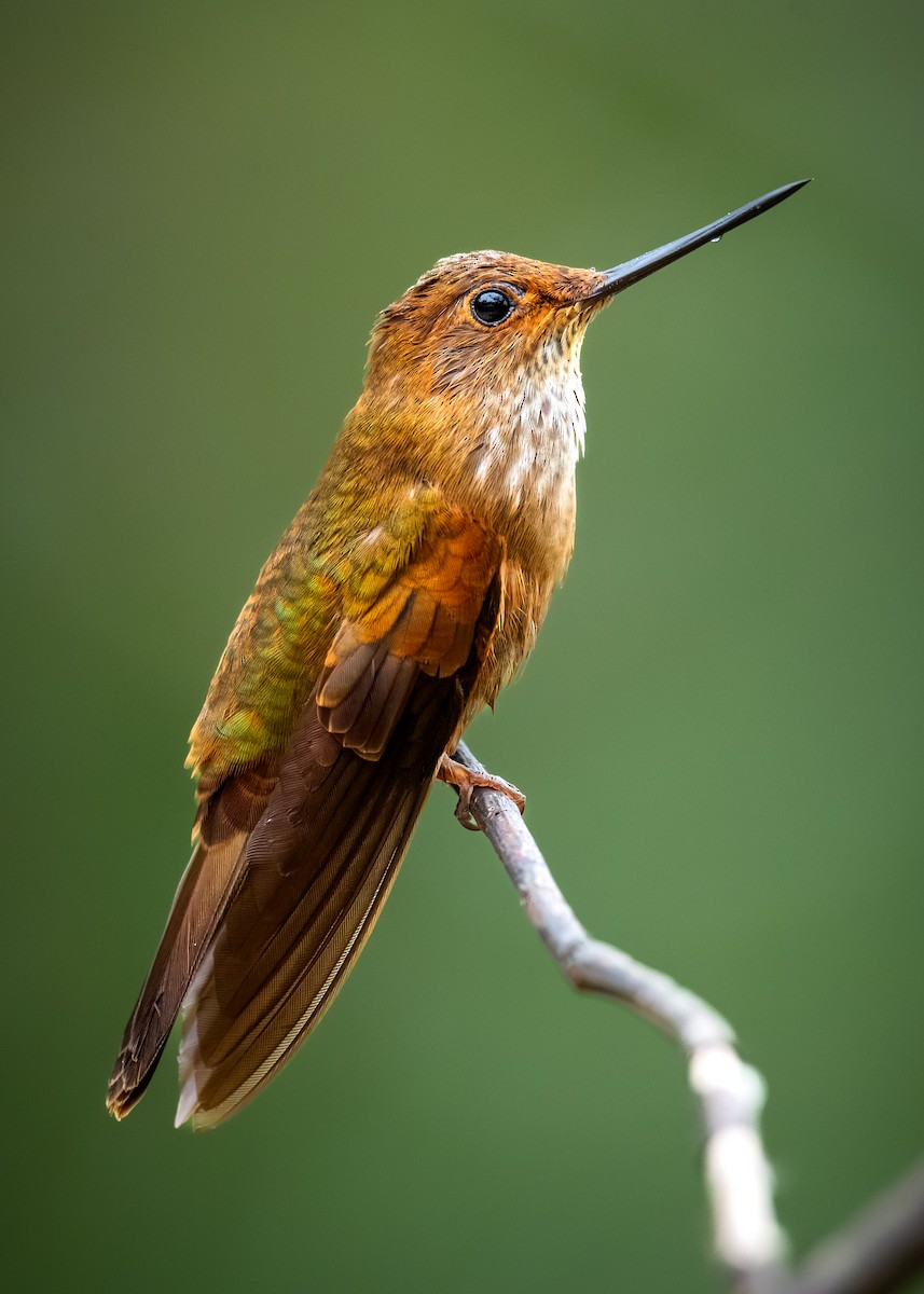 Bronzekolibri - ML622055481