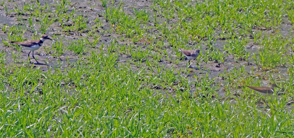 Solitary Sandpiper - ML622055482