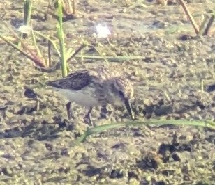 Semipalmated Sandpiper - ML622055483