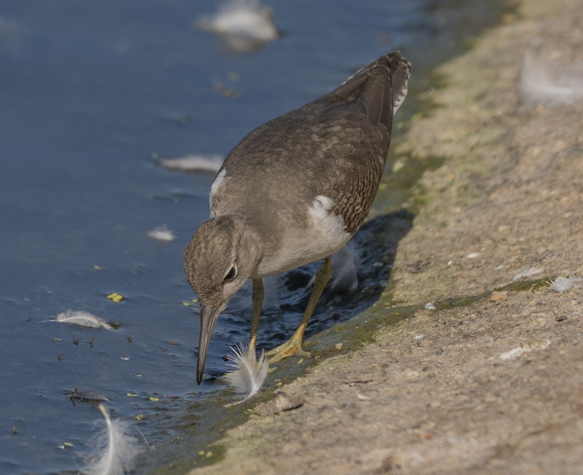 Spotted Sandpiper - ML622055484