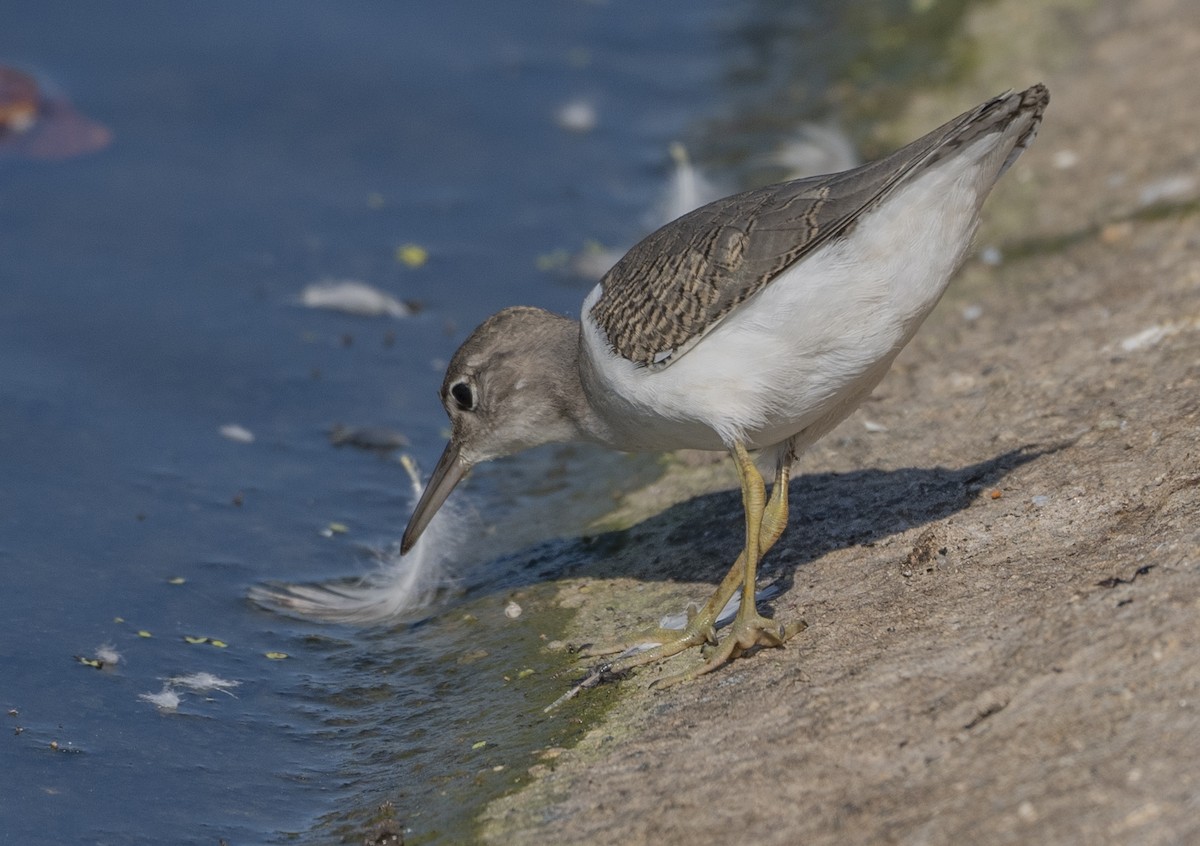 Spotted Sandpiper - ML622055485