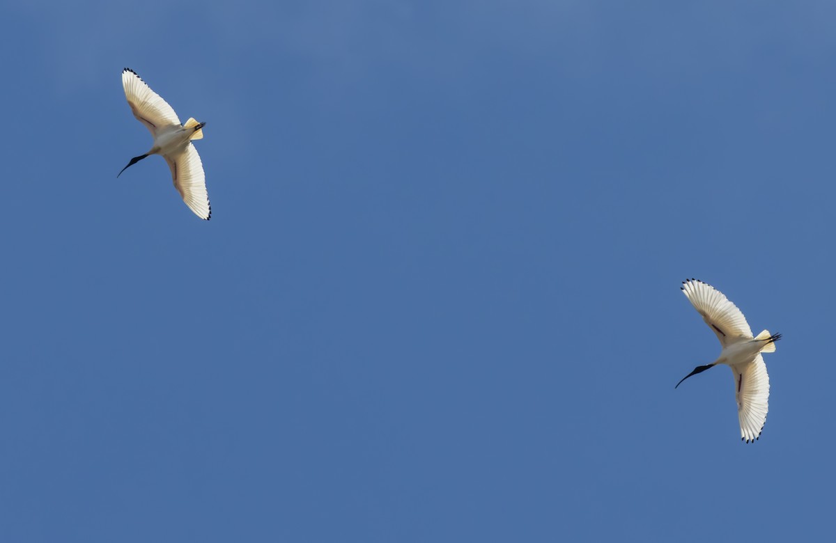 Australian Ibis - ML622055486