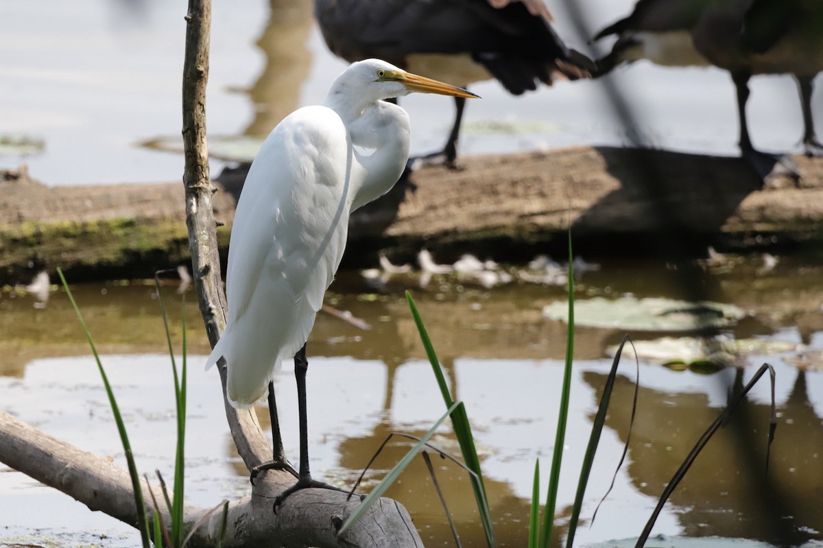 Great Egret - ML622055487