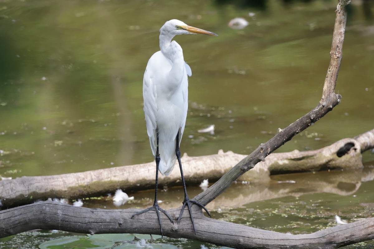 Great Egret - ML622055488