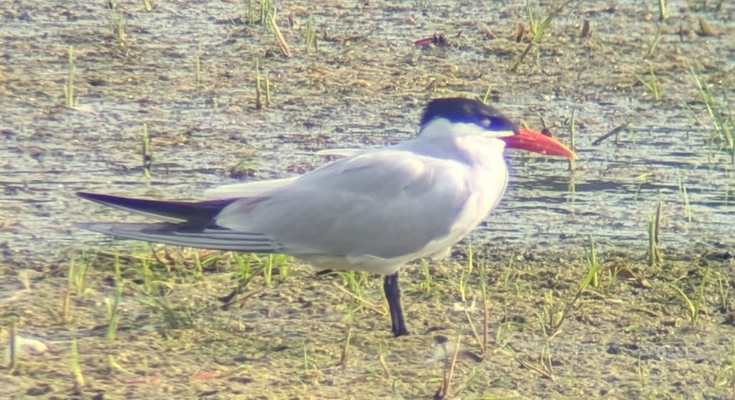 Caspian Tern - ML622055489