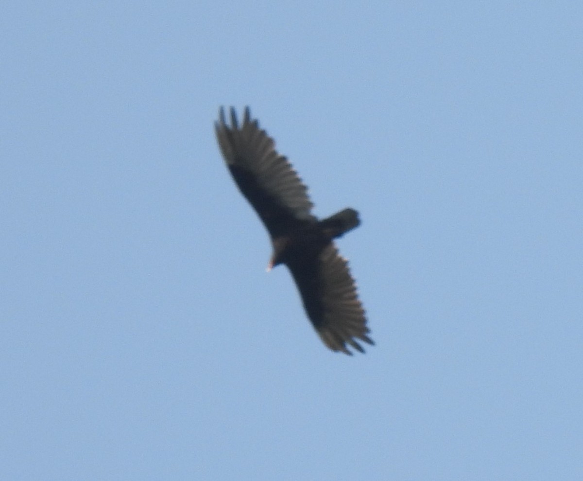 Turkey Vulture - ML622055490