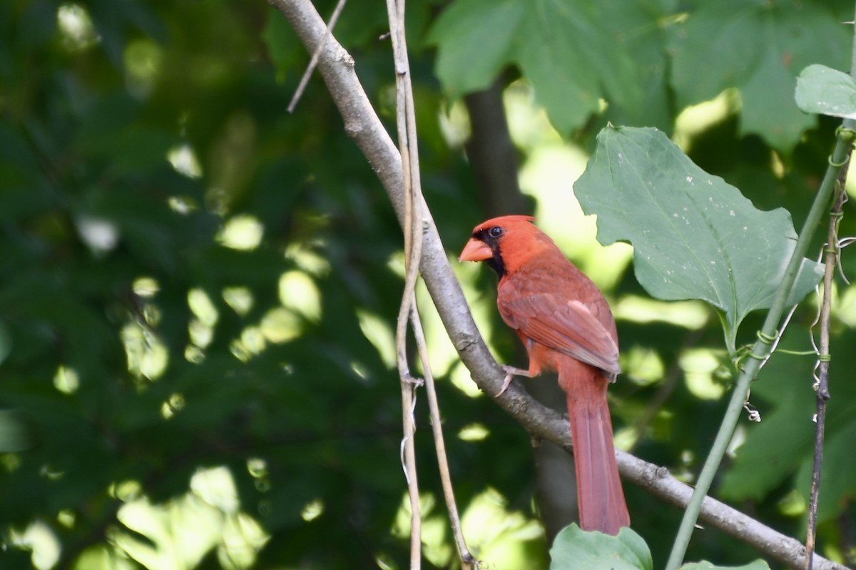 Northern Cardinal - ML622055491