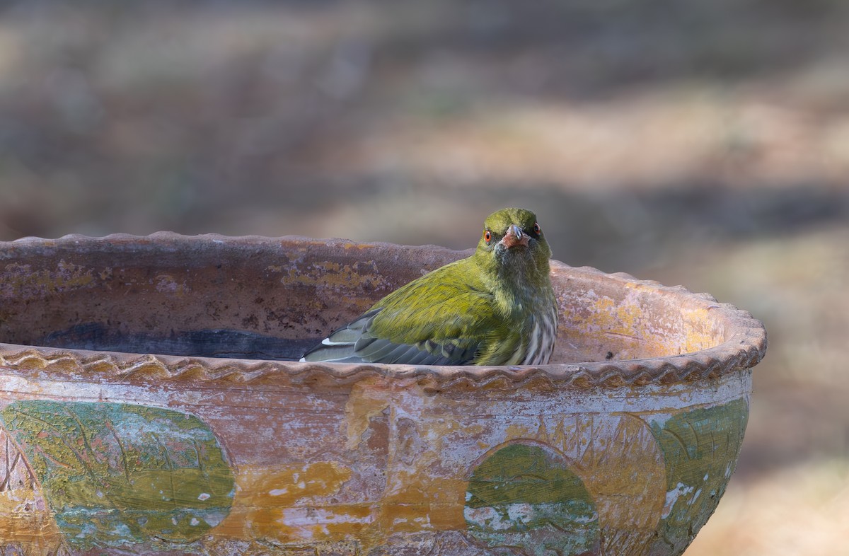 Olive-backed Oriole - shorty w