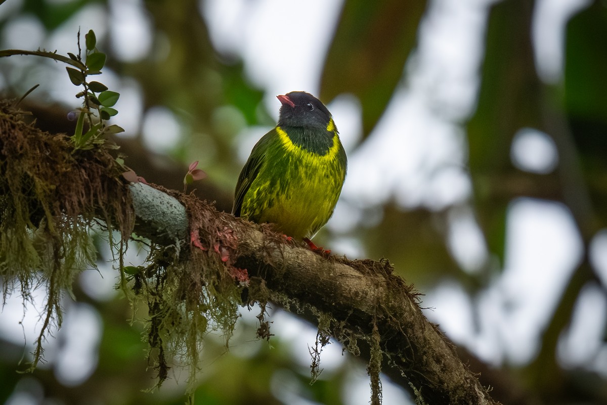 Green-and-black Fruiteater - ML622055495