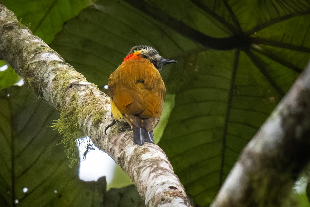 Yellow-vented Woodpecker - ML622055496