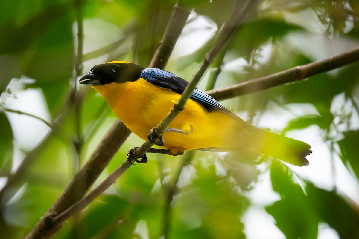 Blue-winged Mountain Tanager - ML622055500