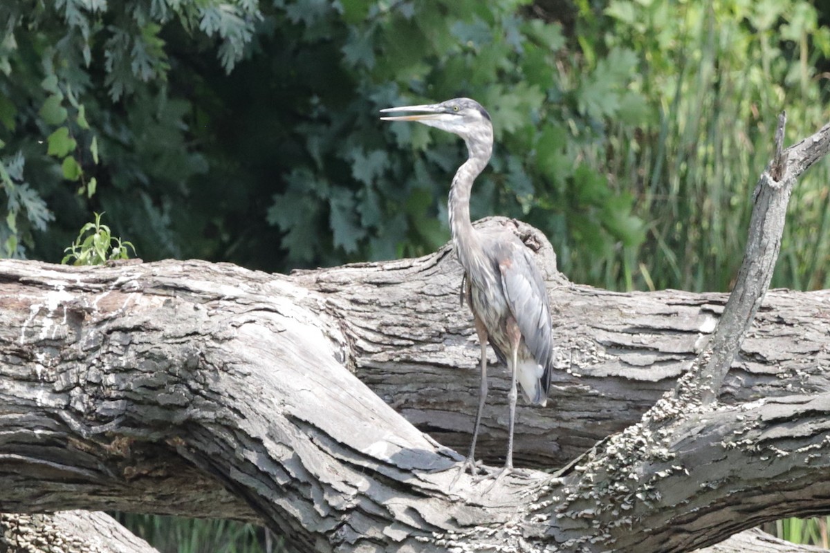 Great Blue Heron - ML622055502