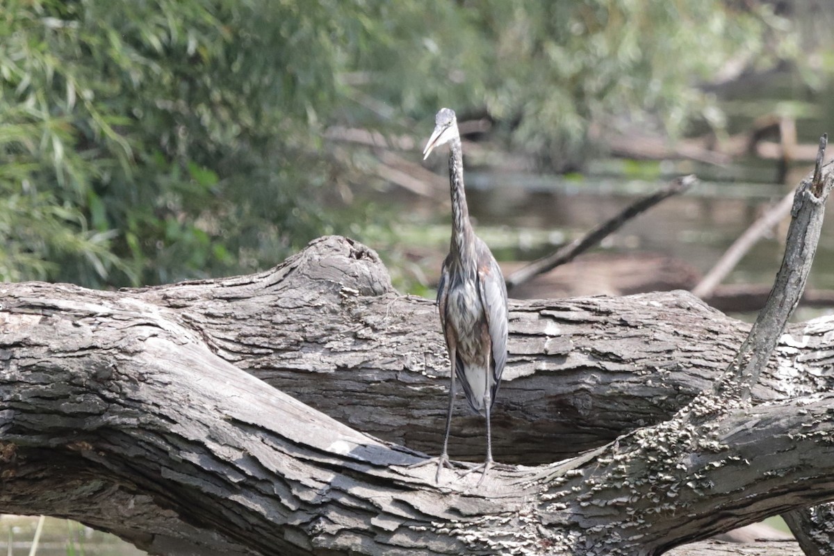 Great Blue Heron - ML622055504