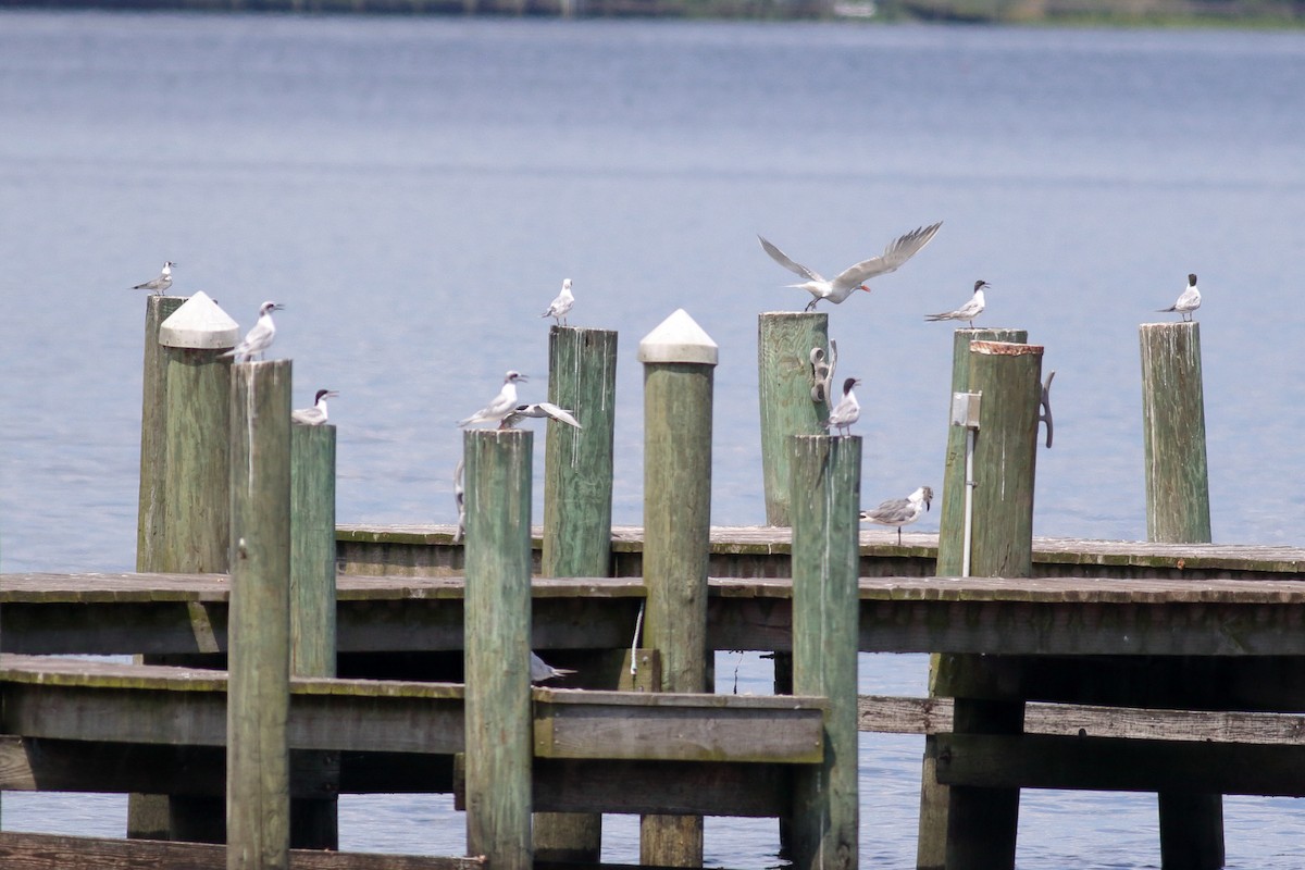 Forster's Tern - ML622055505