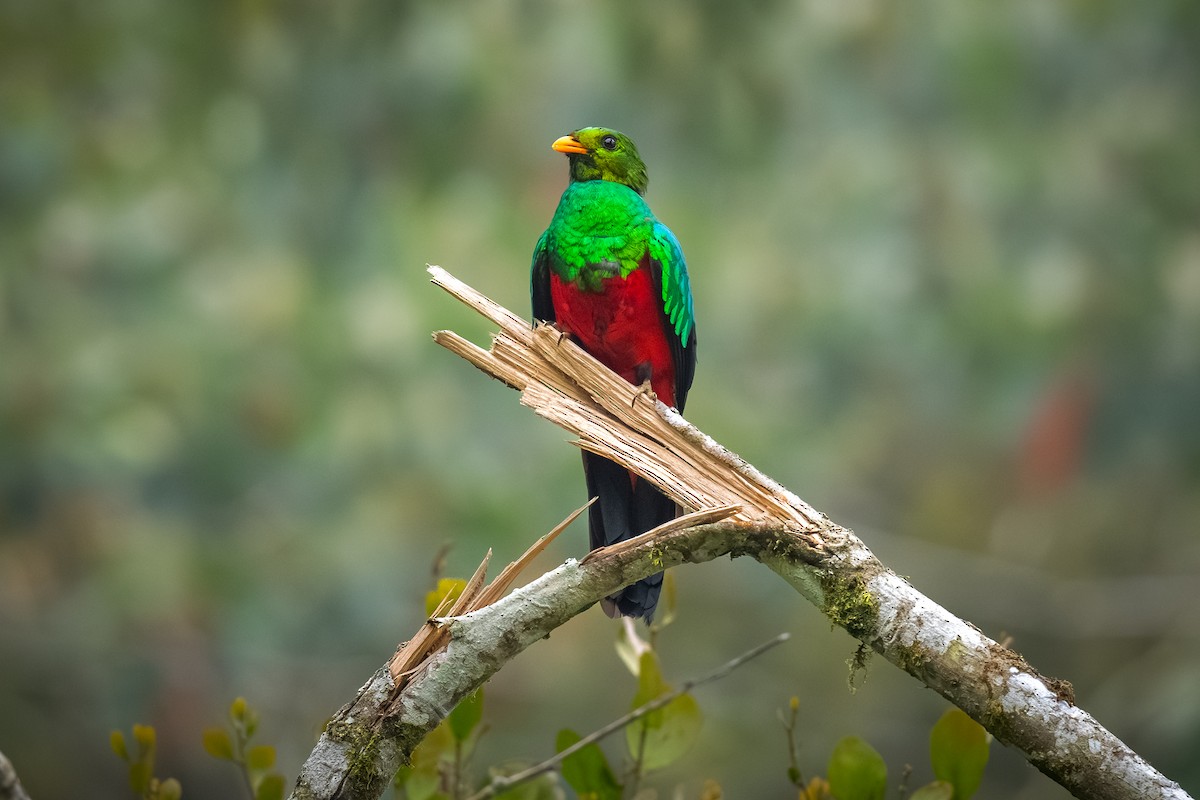 Golden-headed Quetzal - ML622055506