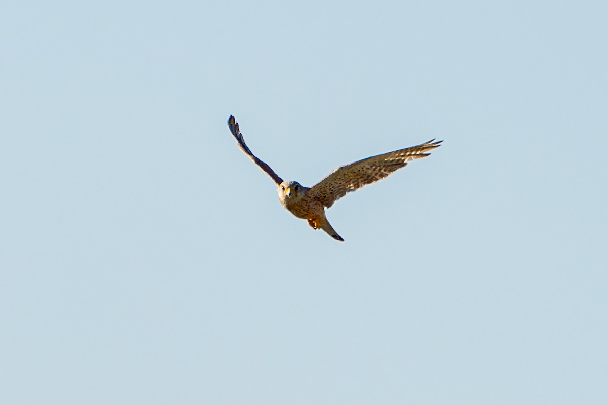 Eurasian Kestrel - Breck Haining