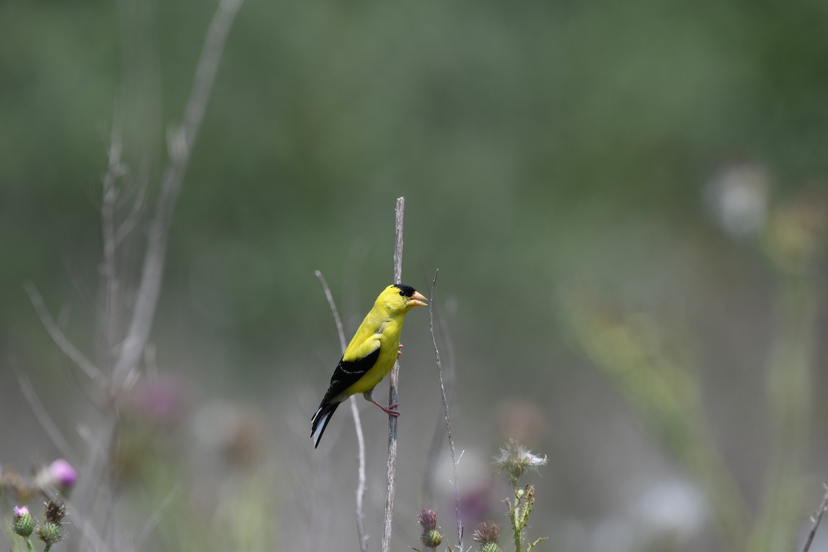 American Goldfinch - ML622055515