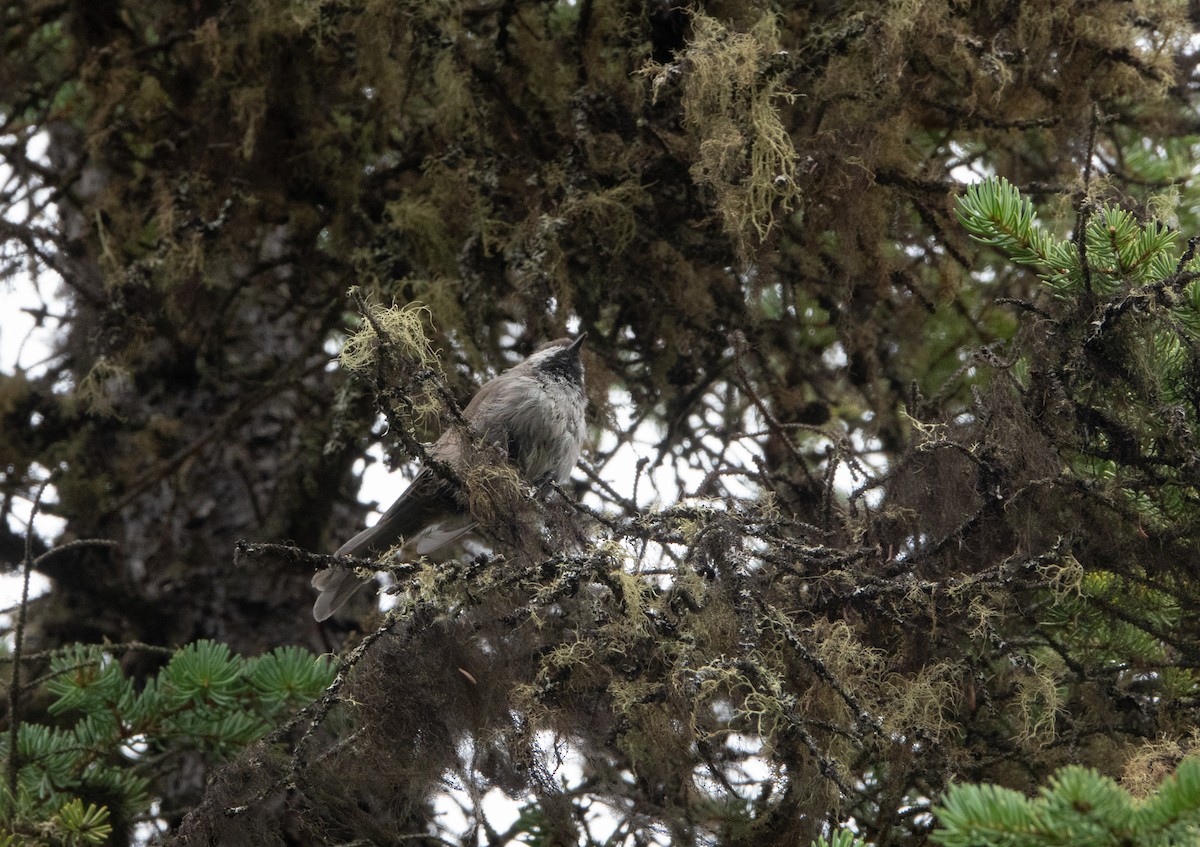 Boreal Chickadee - ML622055516