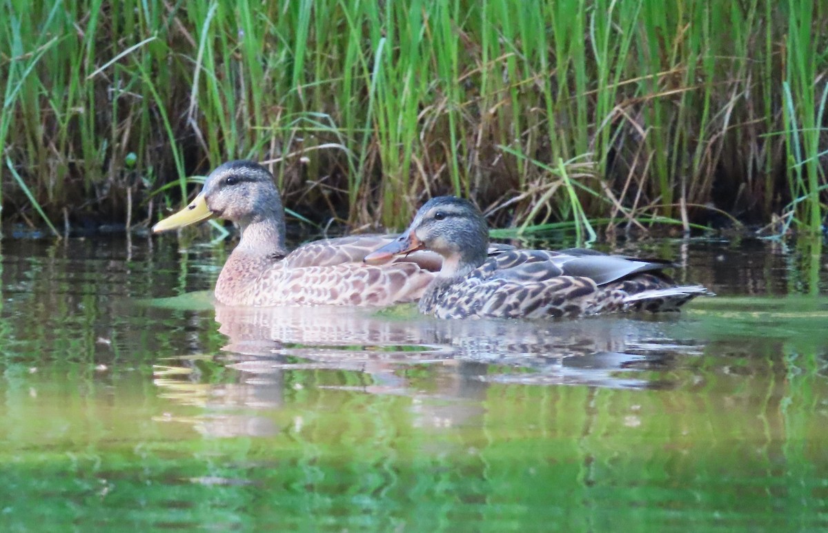 Canard colvert - ML622055517