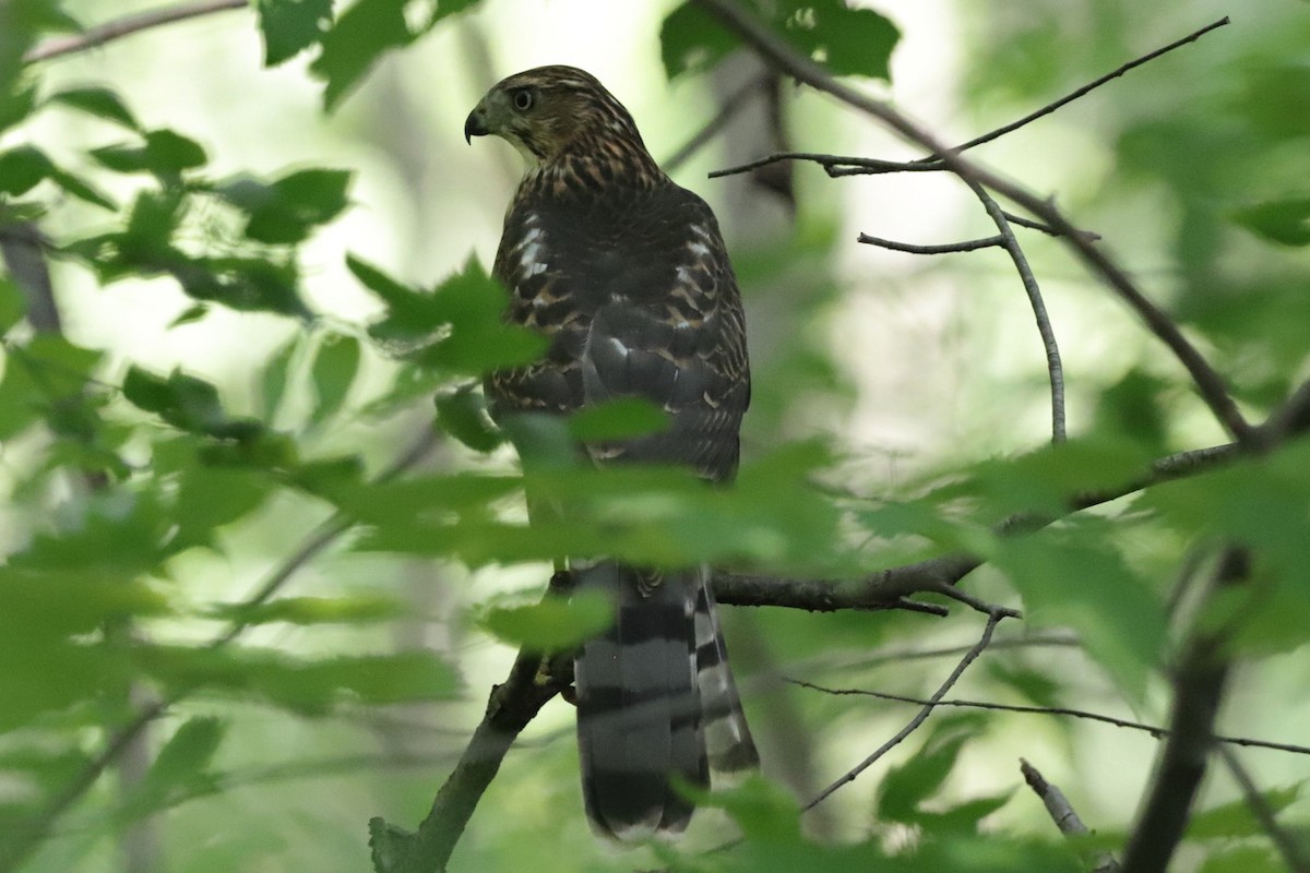 Cooper's Hawk - ML622055519