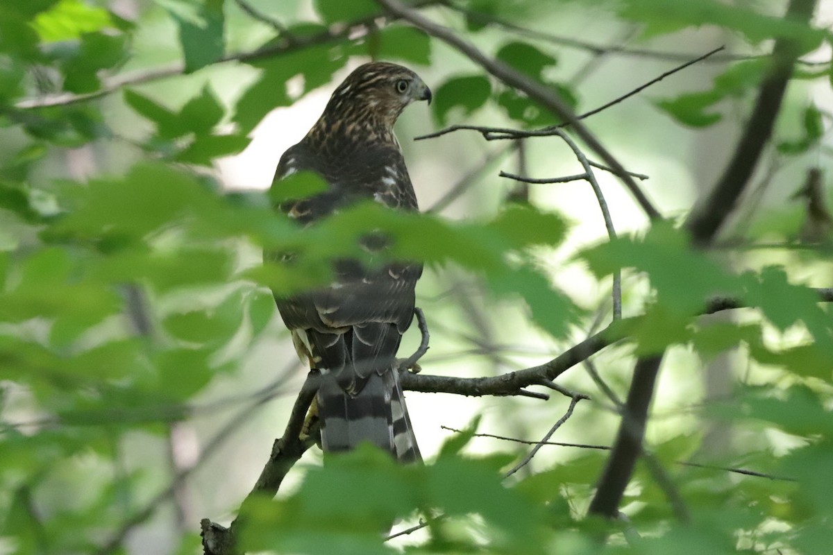 Cooper's Hawk - ML622055520