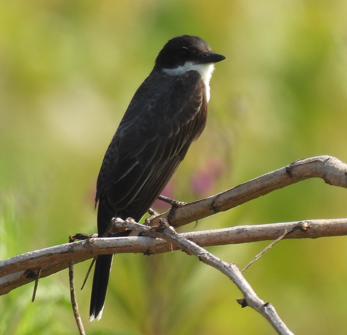 Eastern Kingbird - ML622055521