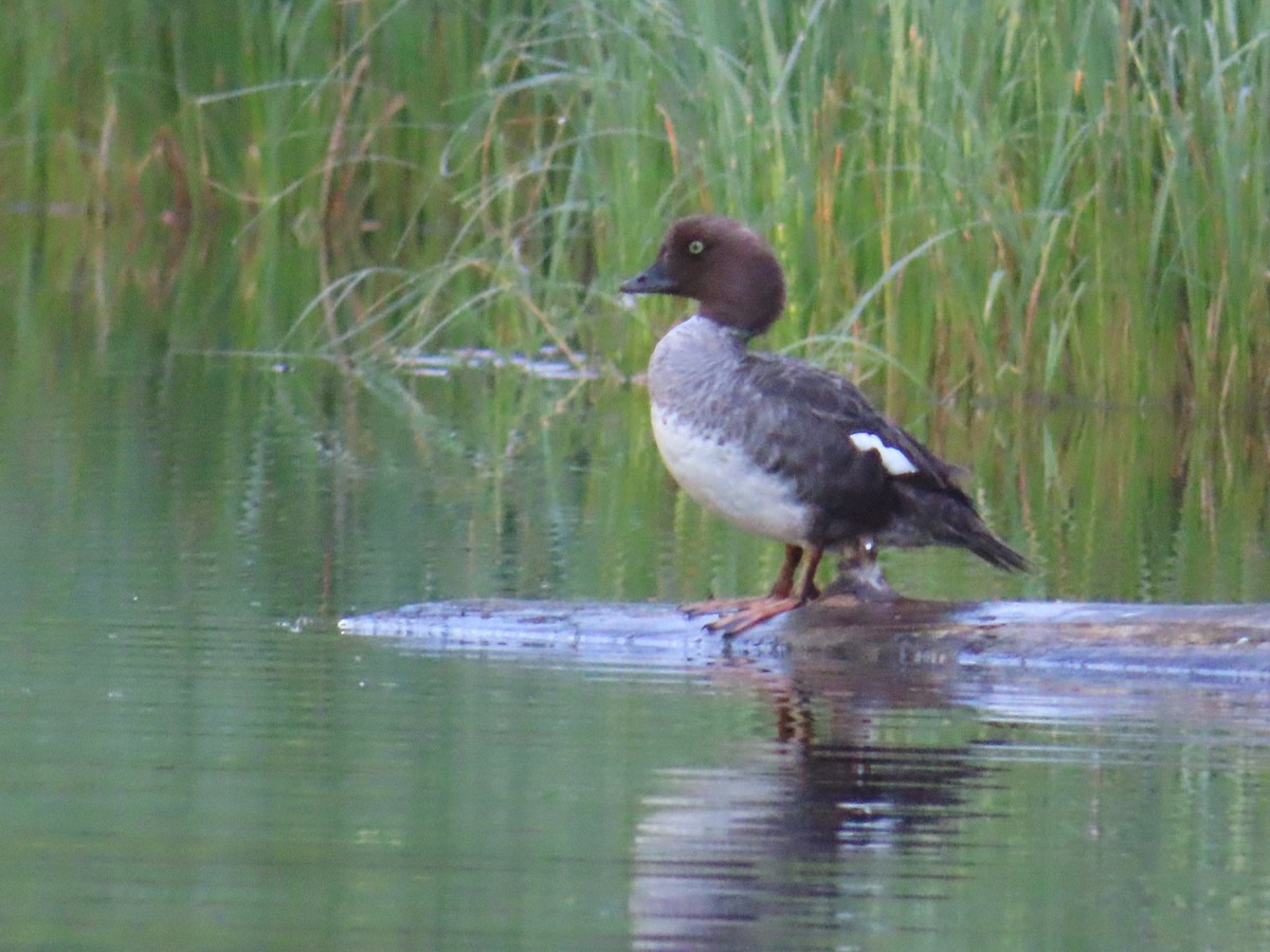 Barrow's Goldeneye - ML622055522