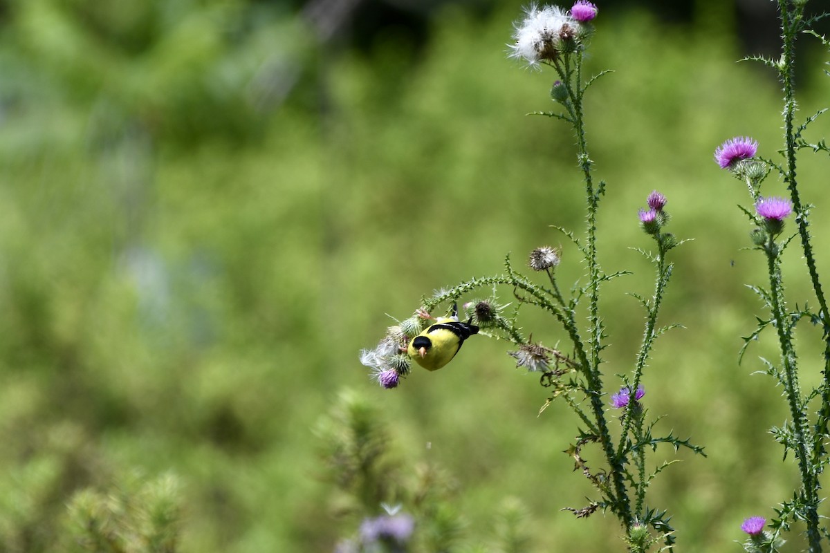 American Goldfinch - Caleb Taylor