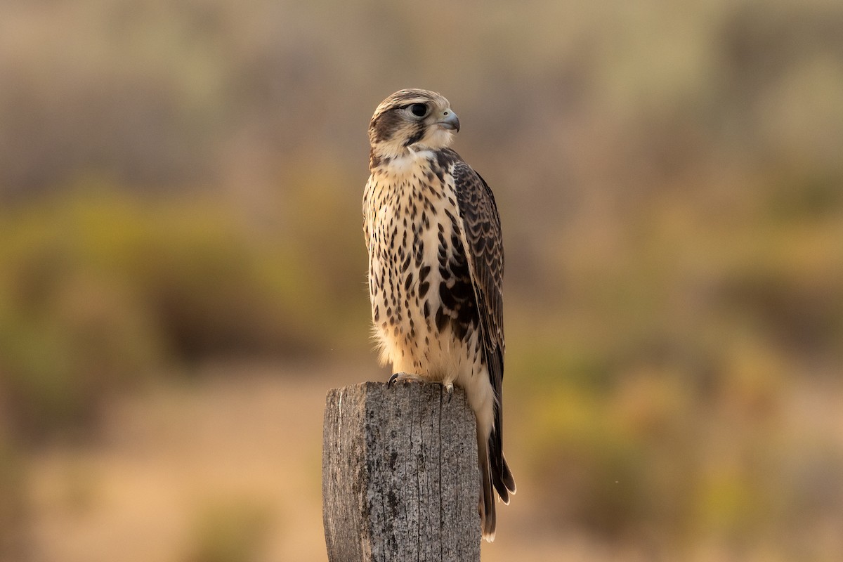 Prairie Falcon - ML622055524