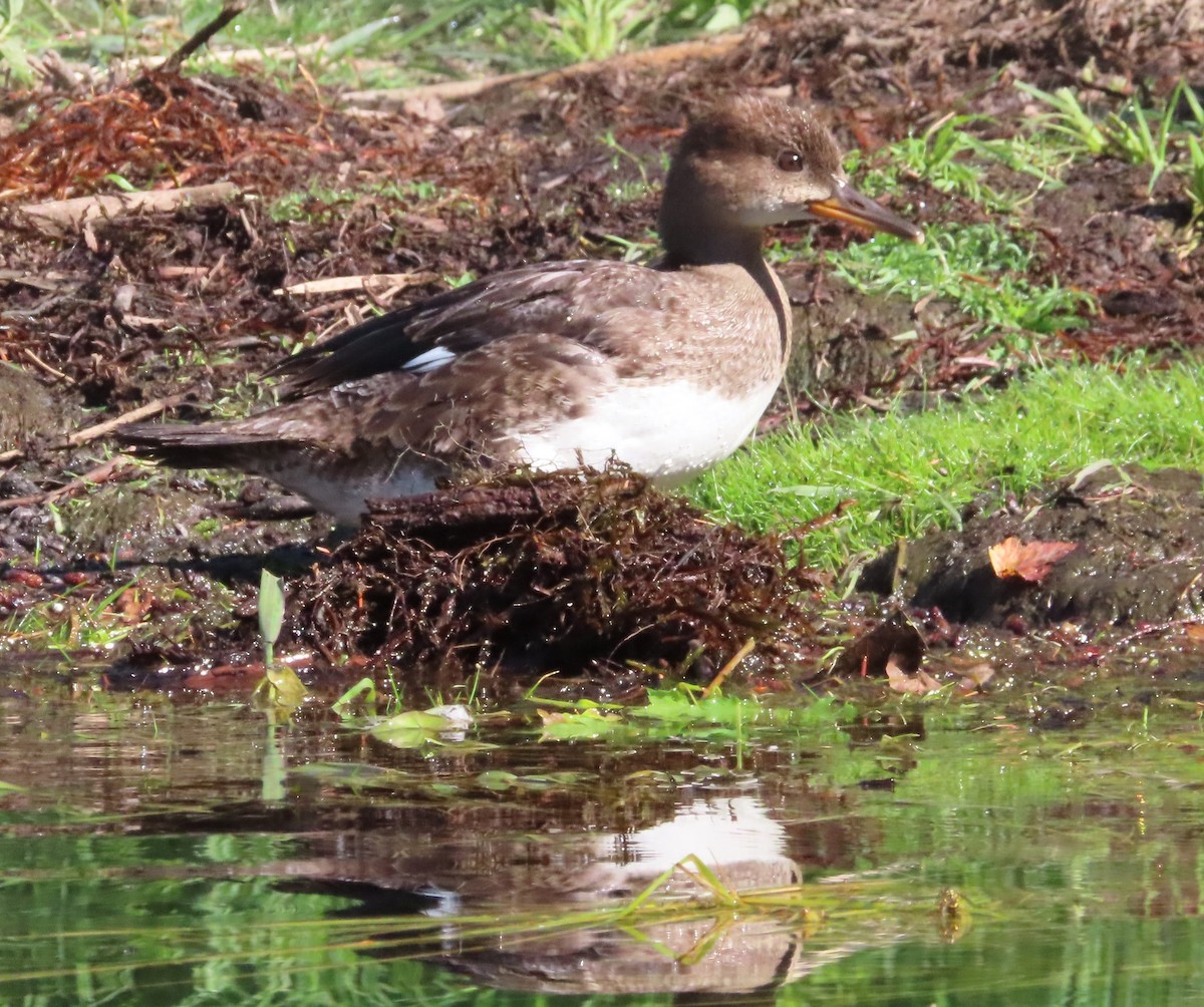 Hooded Merganser - ML622055526