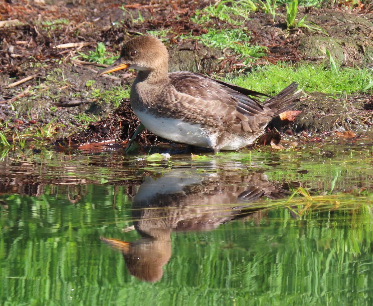 Hooded Merganser - ML622055527