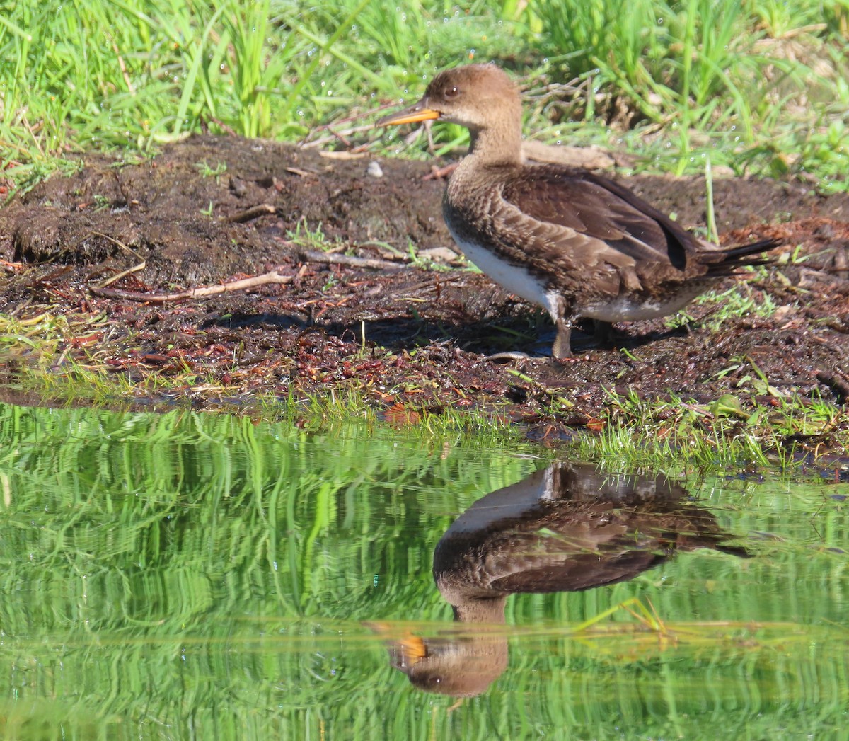 Hooded Merganser - ML622055528